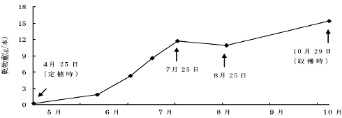 図6-4-7　ネギの乾物重の推移　 （2001年　鳥取県園芸試験場 弓浜砂丘分場）